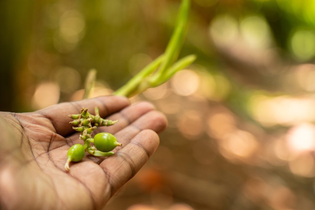 Cardamom Plant